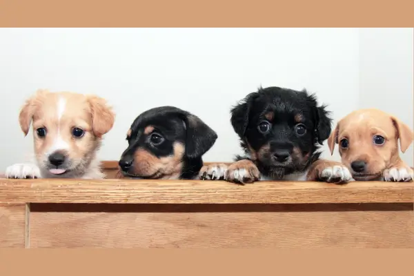 Caixa com 4 filhotes fofos de diferentes raças, representando raças ideais de cachorro para apartamento.